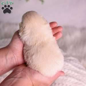 Marlin, Teddy Bear Puppy